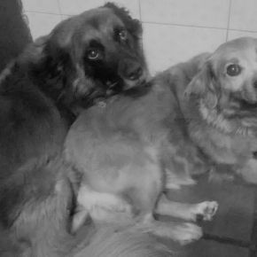 EL MAESTRO  Por Claude&nbsp;Revart