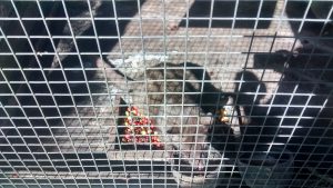 IMG_20160525_144926026_HDR-300x169