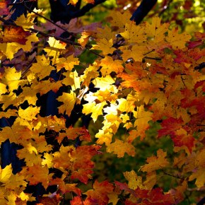 Duda – Por Rosalía Fortunato&nbsp;Marqués